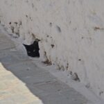 schwarze Katze, schaut aus Loch in weisser Wand